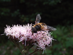 Eristalis pertinax