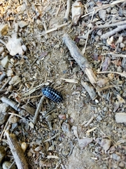 Armadillidium maculatum