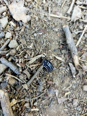 Armadillidium maculatum