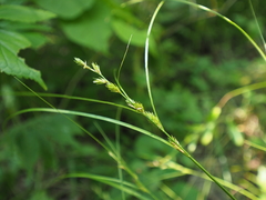Carex rochebrunei