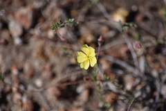 Crocanthemum glomeratum