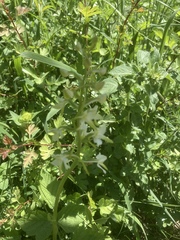 Platanthera bifolia