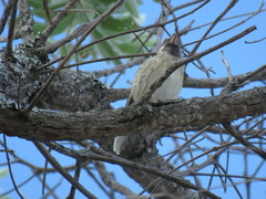 Crithagra atrogularis atrogularis