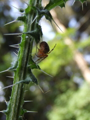 Araneus diadematus