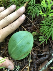 Platanthera orbiculata