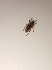 Polydrusus marginatus