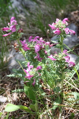 Pedicularis gyroflexa