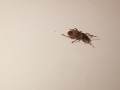 Polydrusus marginatus