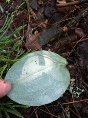 Platanthera orbiculata