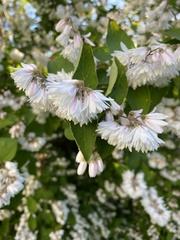 Deutzia pulchra