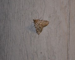 Aglossa pinguinalis