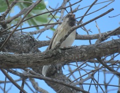 Crithagra atrogularis atrogularis