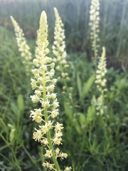 Reseda lutea