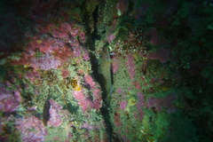 Ruanoho decemdigitatus