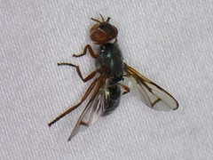 Senopterina caerulescens