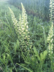 Reseda lutea