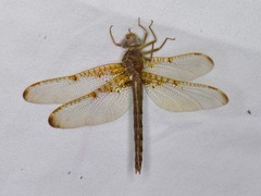 Neurocordulia xanthosoma