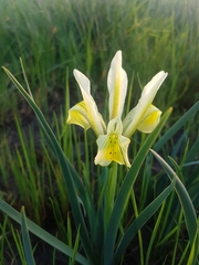 Iris grant-duffii