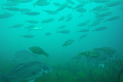 Latridopsis ciliaris