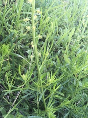 Reseda lutea