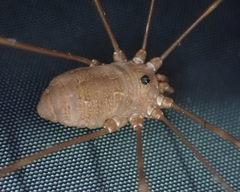 Leiobunum ventricosum