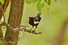 Myrmecocichla arnotti