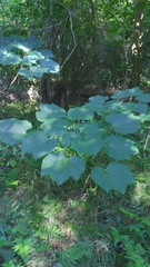 Vernicia fordii