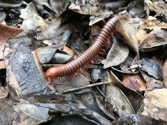 Diplopoda