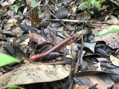 Diplopoda
