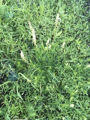 Reseda lutea