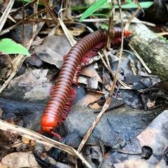 Diplopoda