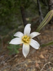 Lilium rubescens