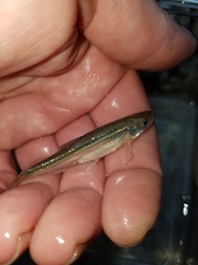 Notropis percobromus