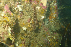 Karalepis stewarti