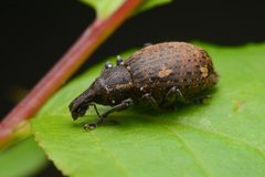 Trichalophus brunneus