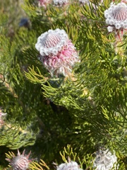 Serruria hirsuta