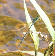 Austrolestes cingulatus
