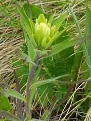 Castilleja lutescens