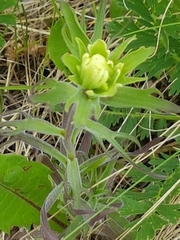 Castilleja lutescens