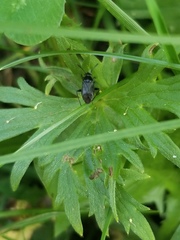 Capsus