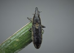 Lixus subtilis