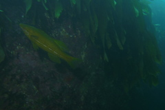 Odax pullus