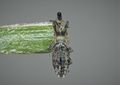 Lixus subtilis