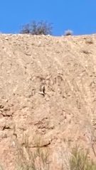 Bubo