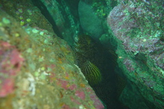 Aplodactylus arctidens