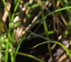 Eusynthemis virgula