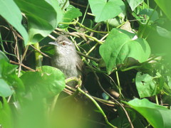 Cantorchilus zeledoni