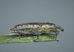 Lixus subtilis