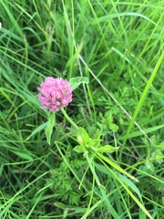 Trifolium pratense