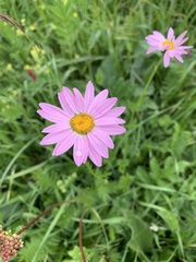Tanacetum coccineum